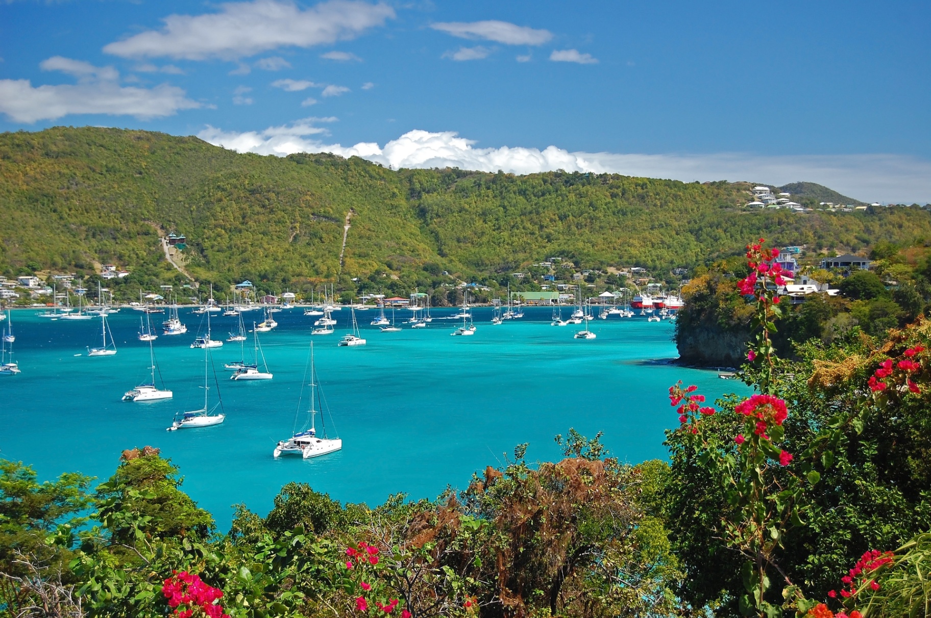Bequia harbour framed by bougainvillea blossoms