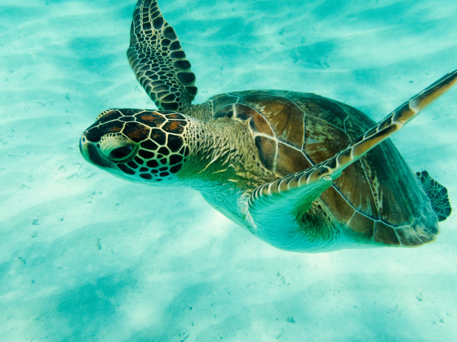 Green sea turtle swimming in the Tobago Cays Marine Park